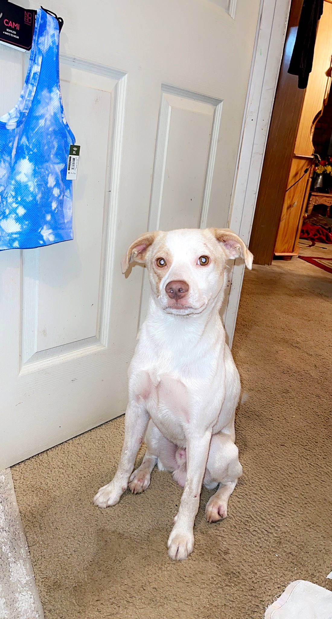 Thor is registered to the contest to win money with this photo: blue, canidae, carnivore, collar, companion_dog, dog, dog_breed, dog_collar, door, fawn, floor, flooring, hardwood, non_sporting_group, pet_supply, shelf, tail, whiskers, wood, working_animal