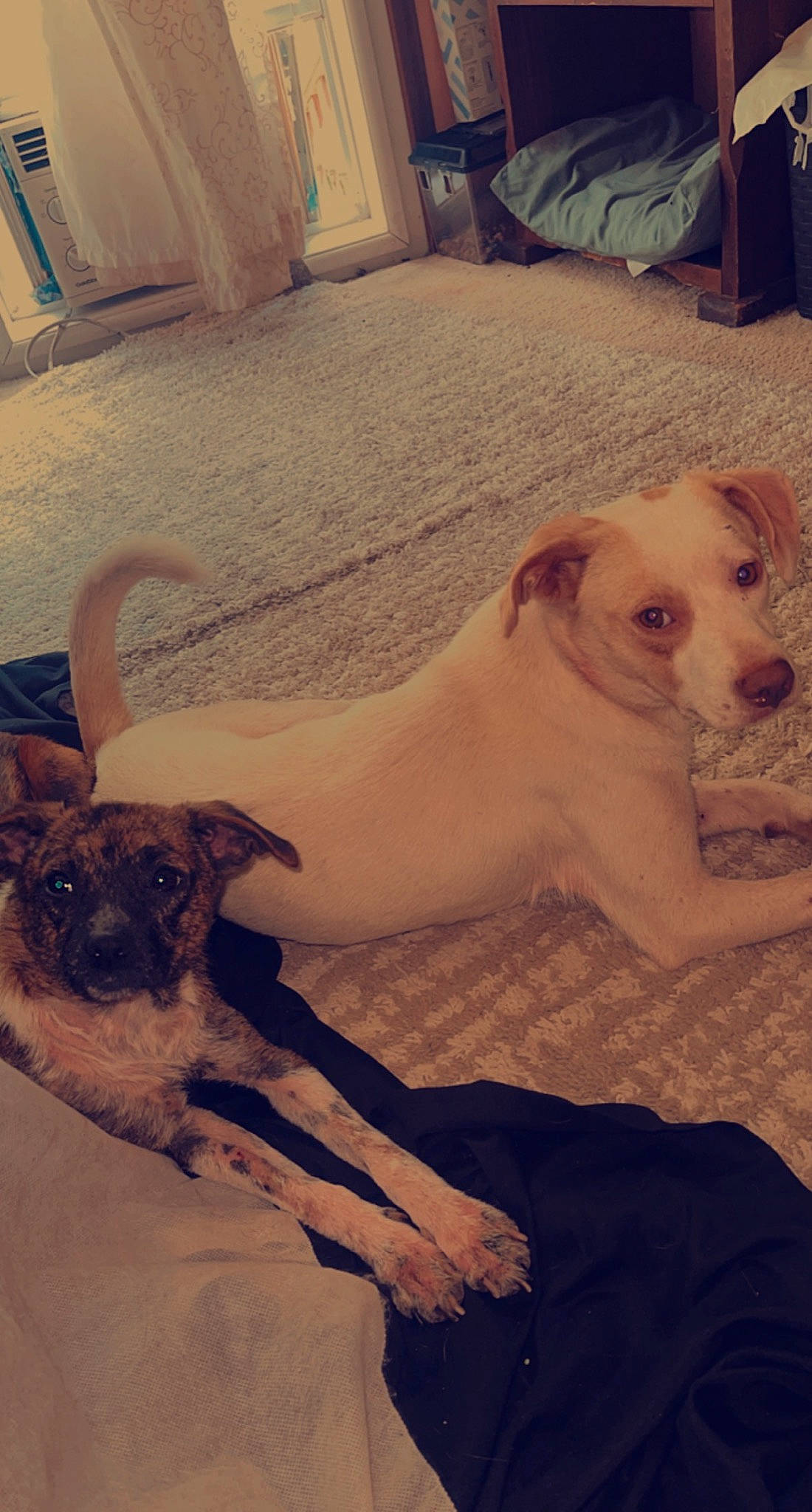 Thor is registered to the contest to win money with this photo: canidae, carnivore, chair, cloud, comfort, companion_dog, dog, dog_breed, fawn, flooring, happy, morning, paw, pet_supply, snout, sporting_group, tail, toy_dog, wood, working_animal