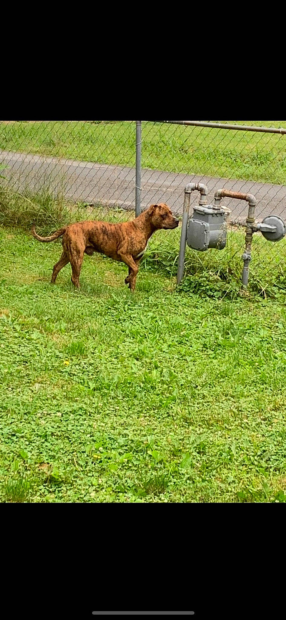 Stonie is registered to the contest to win money with this photo: carnivore, chair, companion_dog, dog, dog_breed, fawn, fence, grass, grassland, groundcover, guard_dog, gun_dog, lawn, liver, pasture, sporting_group, tail, terrestrial_animal, working_animal, working_dog