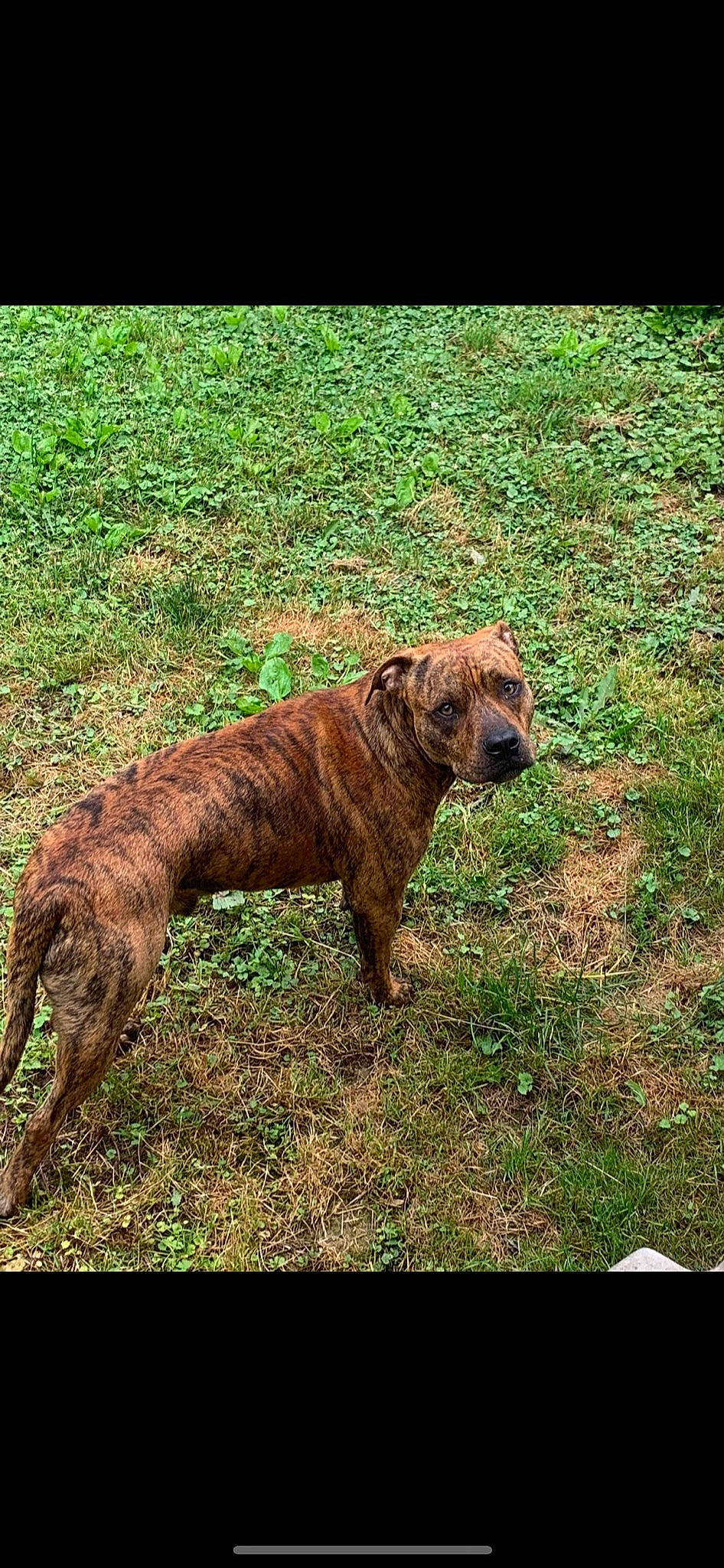Stonie joined the competition — help win amazing prizes! canidae, carnivore, collar, companion_dog, dog, dog_breed, dogo_sardesco, fawn, grass, guard_dog, gun_dog, liver, molosser, plant, soil, tail, terrestrial_animal, treeing_tennessee_brindle, working_animal, working_dog