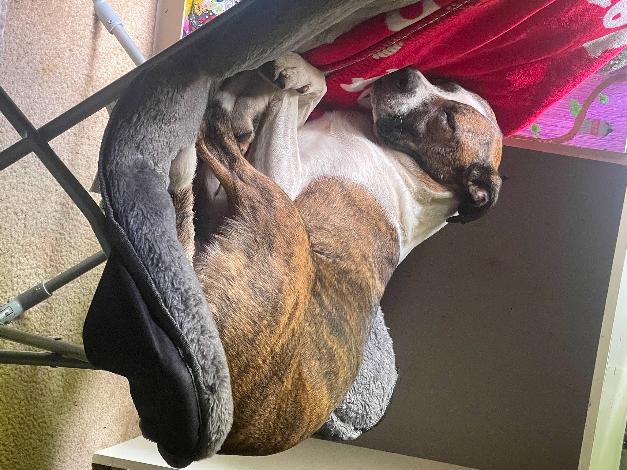 Cali Girl joined the competition — help win amazing prizes! art, canidae, carnivore, comfort, dog_breed, fawn, felidae, fur, livestock, small_to_medium_sized_cats, snout, sporting_group, tail, terrestrial_animal, wood, working_animal