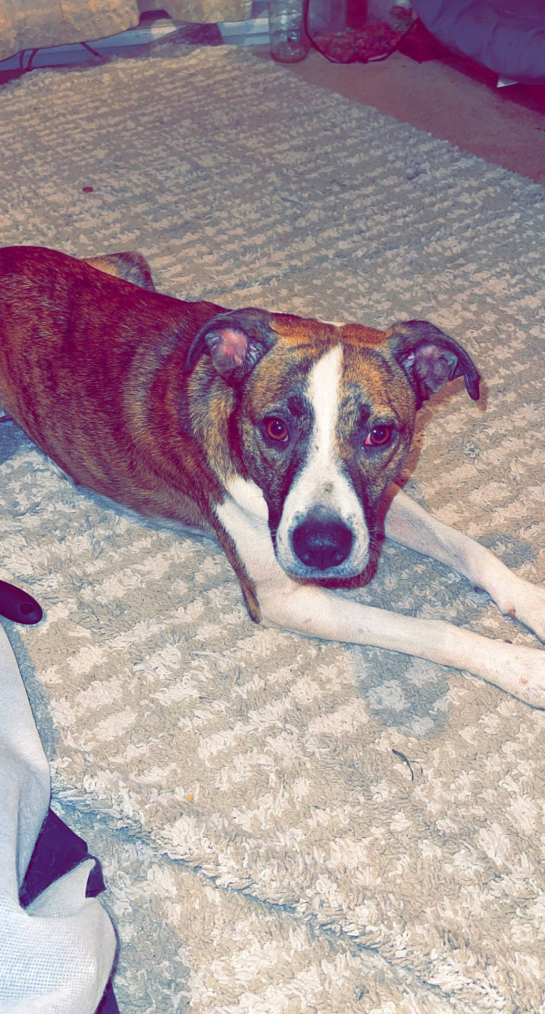 Cali Girl is registered to the contest to win money with this photo: canidae, carmine, carnivore, collar, companion_dog, dog, dog_breed, dog_supply, fawn, flooring, mat, paw, pet_supply, snout, sporting_group, square, tail, working_animal, working_dog