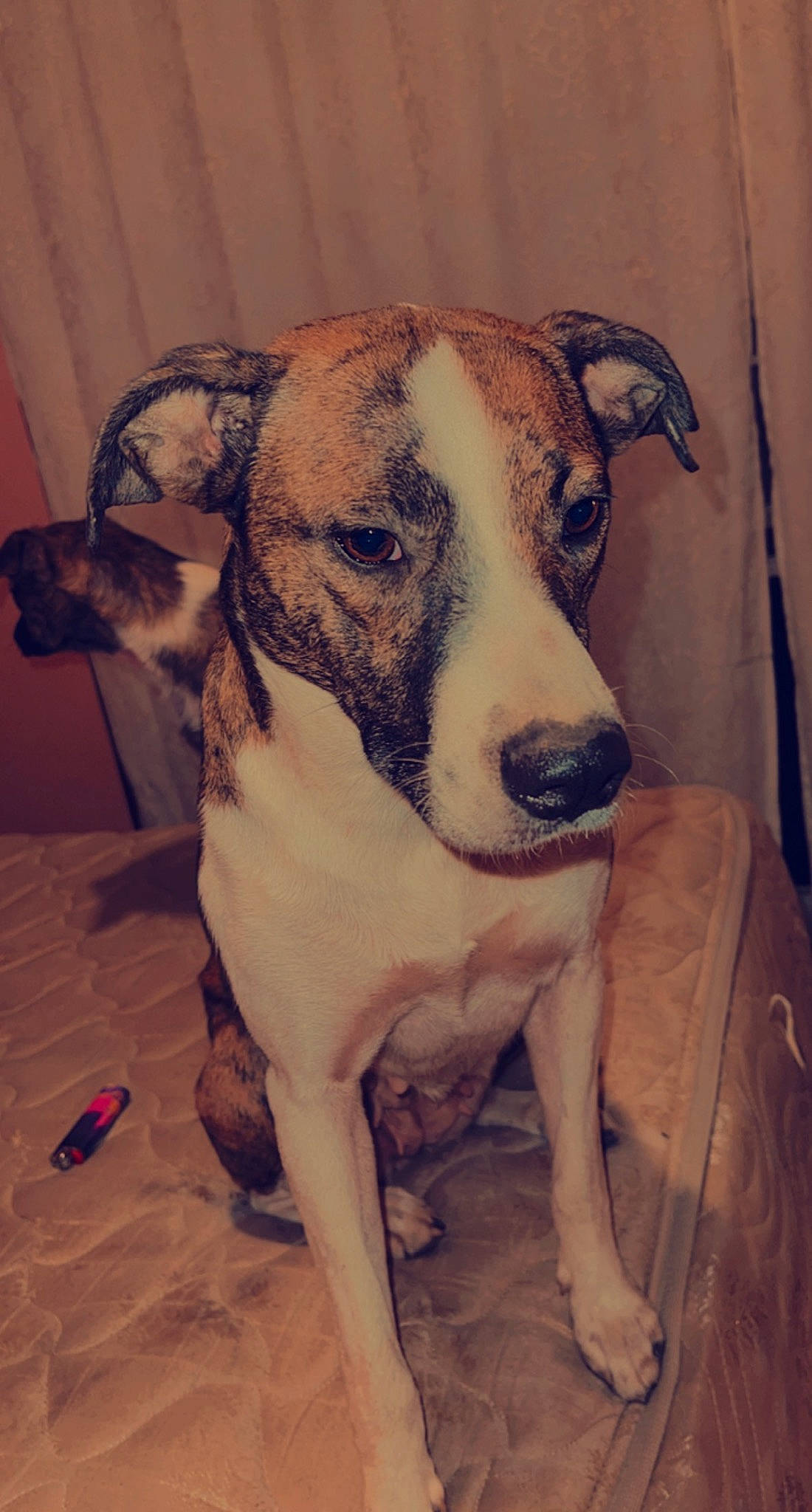 Cali Girl is registered to the contest to win money with this photo: ancient_dog_breeds, art, canidae, carnivore, collar, companion_dog, dog, dog_breed, dog_collar, eye, fawn, fur, head, non_sporting_group, pet_supply, snout, sporting_group, whiskers, working_animal, working_dog