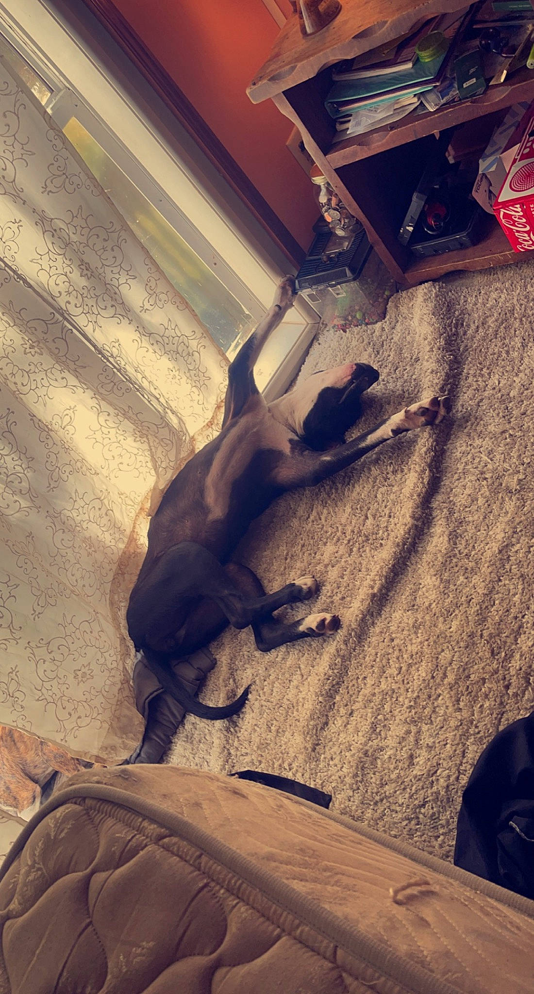 Daisy joined the competition — help win amazing prizes! asphalt, auto_part, automotive_tire, cloud, fawn, floor, flooring, hardwood, human_leg, landscape, light, metal, reptile, road_surface, shadow, sunlight, tail, tints_and_shades, tree, wood