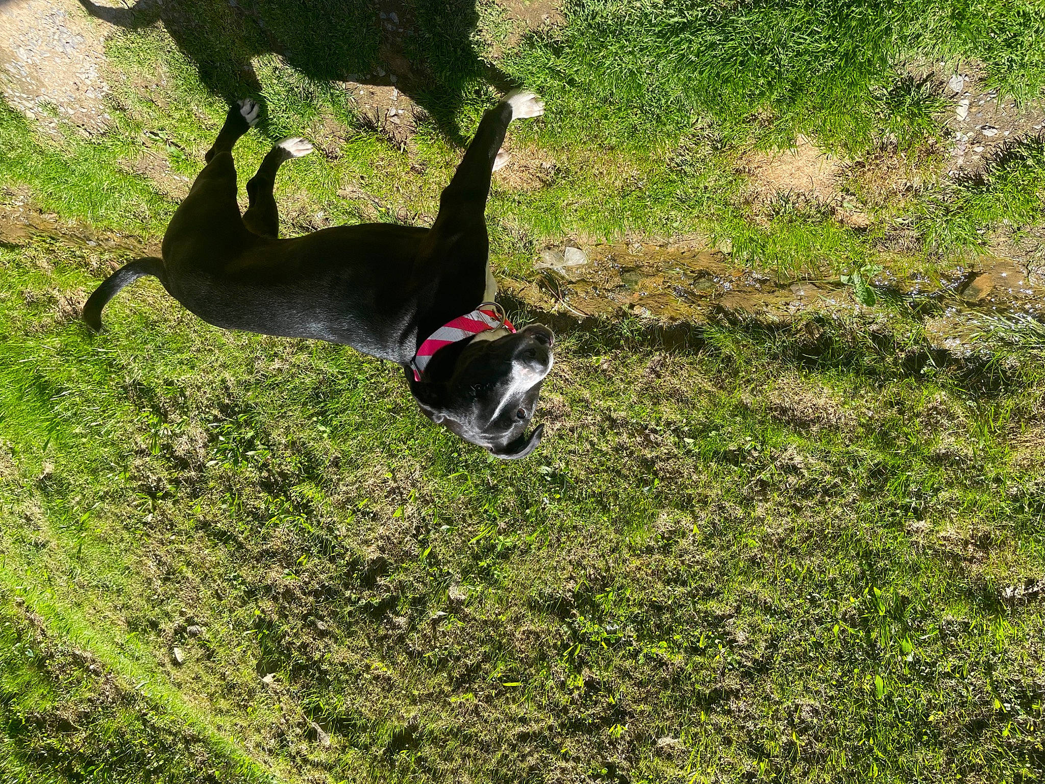 Daisy is registered to the contest to win money with this photo: canidae, carnivore, companion_dog, dog, dog_breed, grass, grassland, groundcover, guard_dog, non_sporting_group, pasture, plant, shadow, soil, sporting_group, tail, terrestrial_animal, tints_and_shades, tree, trunk