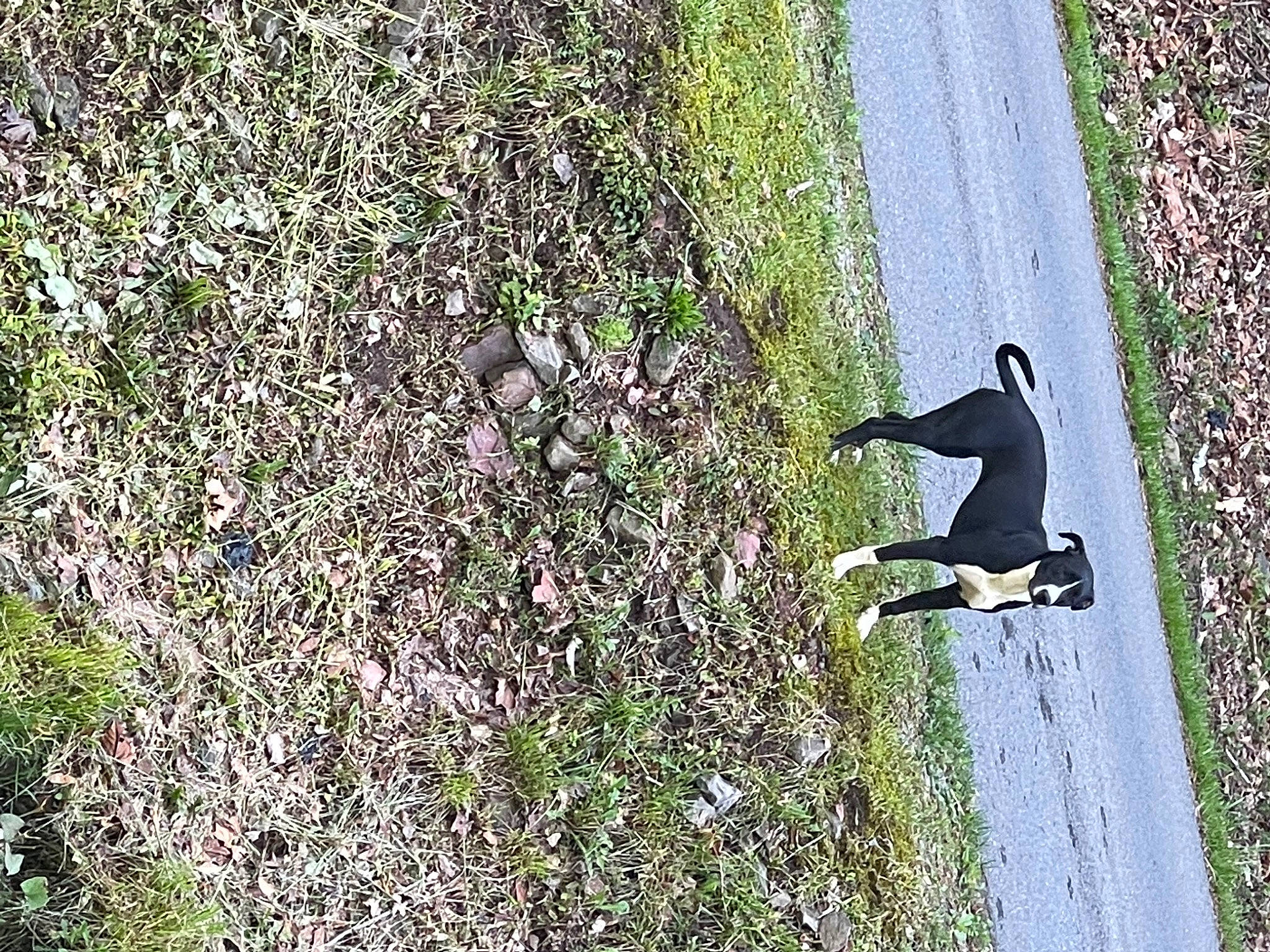 Daisy joined the competition — help win amazing prizes! asphalt, concrete, extreme_sport, grass, grass_family, groundcover, landscape, people_in_nature, plant, recreation, road, road_surface, rolling, shadow, shrub, sidewalk, soil, tail, tints_and_shades, tree