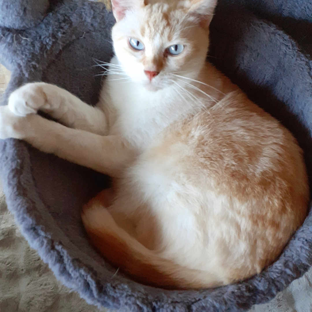 Yuki participe au concours pour gagner de l'argent avec cette photo : abyssinian, accessories, angora, animal, basket, bed, cat, furniture, head, homedecor, kitten, linen, manx, person, pet, siamese, sink, slate, strap, wood