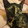 cat, tortoiseshell, sleepy, close_up, pet, feline, fur, whiskers, ears, nose, bed, blanket, resting, cozy, animal, cute, domestic_animal, soft, face, eyes_squinting