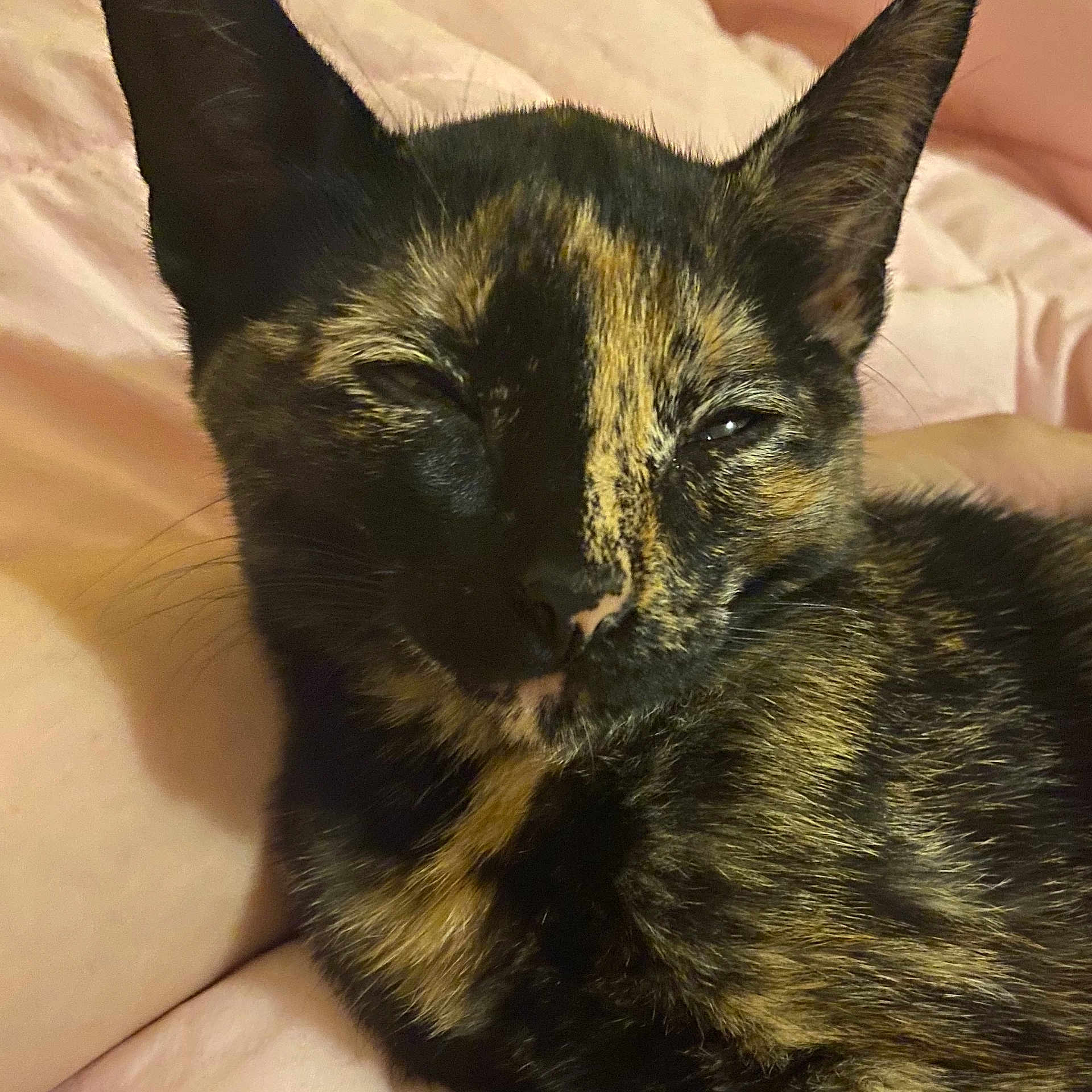 Millie Mae joined the competition — help win amazing prizes! animal, bed, blanket, cat, close_up, cozy, cute, domestic_animal, ears, eyes_squinting, face, feline, fur, nose, pet, resting, sleepy, soft, tortoiseshell, whiskers