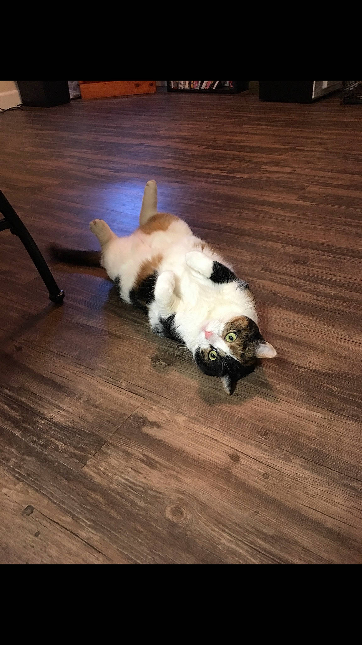 B K joined the competition — help win amazing prizes! canidae, carnivore, cat, cavachon, companion_dog, dog, dog_breed, felidae, floor, flooring, hardwood, laminate_flooring, mammal, paw, puppy, shih_tzu, sporting_group, tail, wood, wood_flooring