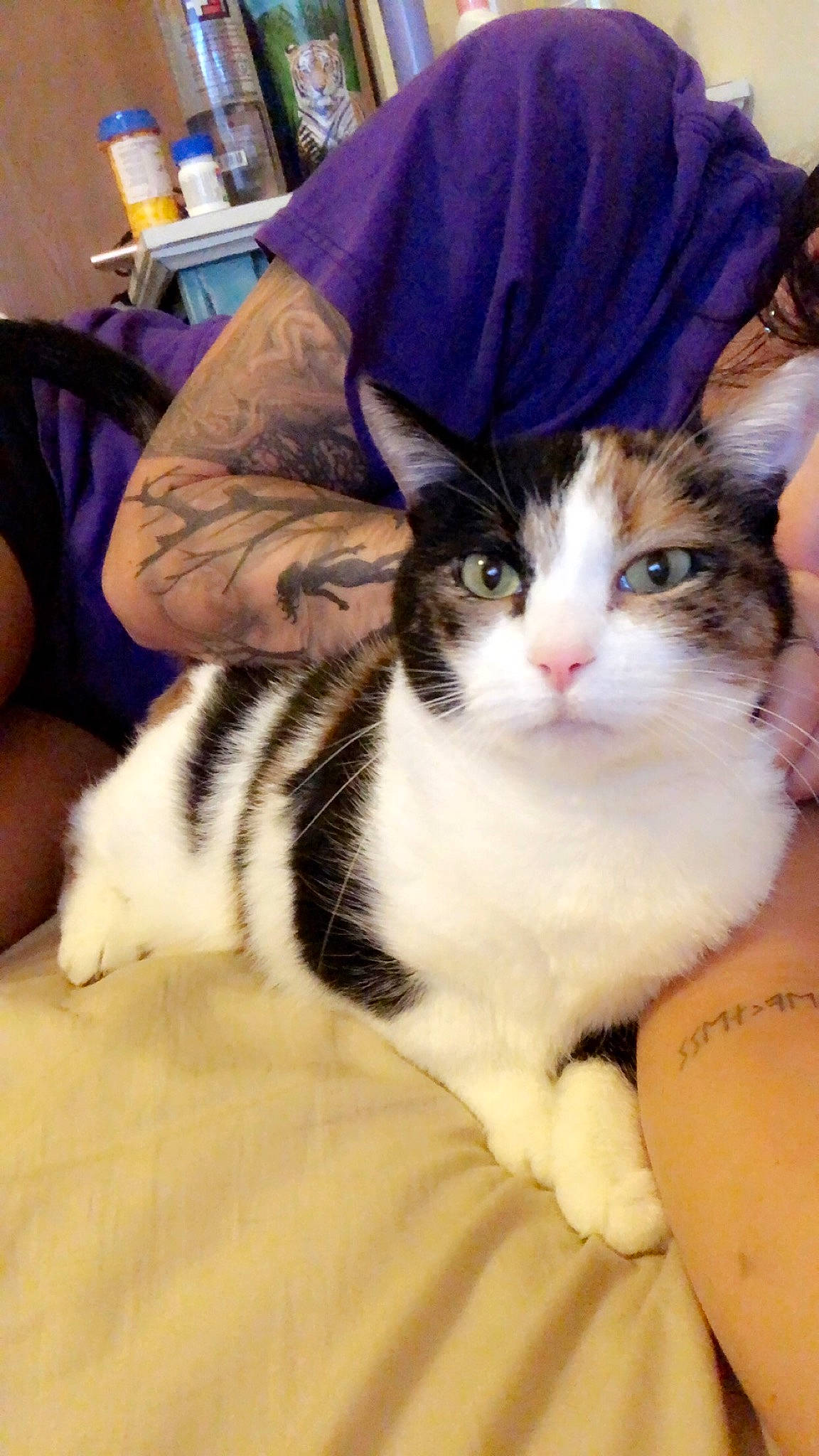 B K joined the competition — help win amazing prizes! aegean_cat, american_shorthair, american_wirehair, asian, carnivore, cat, domestic_short_haired_cat, european_shorthair, felidae, fur, kitten, mammal, norwegian_forest_cat, small_to_medium_sized_cats, vertebrate, whiskers