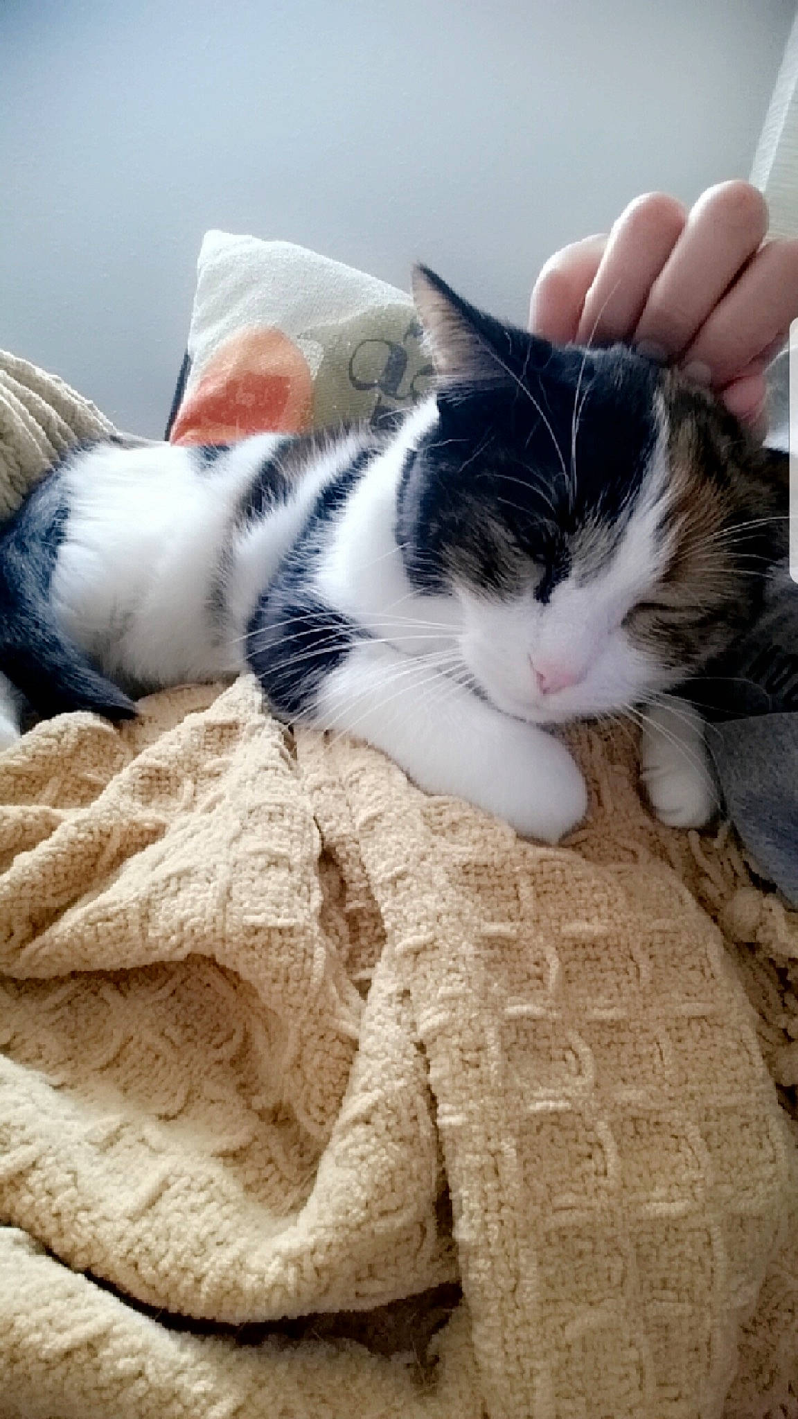 B K joined the competition — help win amazing prizes! aegean_cat, asian, carnivore, cat, domestic_short_haired_cat, european_shorthair, felidae, fur, kitten, nap, norwegian_forest_cat, paw, polydactyl_cat, sleep, small_to_medium_sized_cats, snout, whiskers