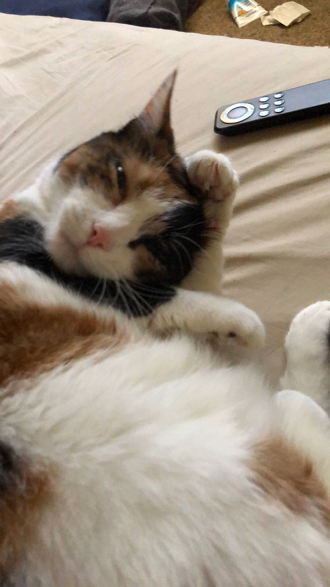 B K joined the competition — help win amazing prizes! aegean_cat, asian, carnivore, cat, domestic_long_haired_cat, fawn, felidae, fur, kitten, mammal, norwegian_forest_cat, paw, polydactyl_cat, ragamuffin, small_to_medium_sized_cats, whiskers