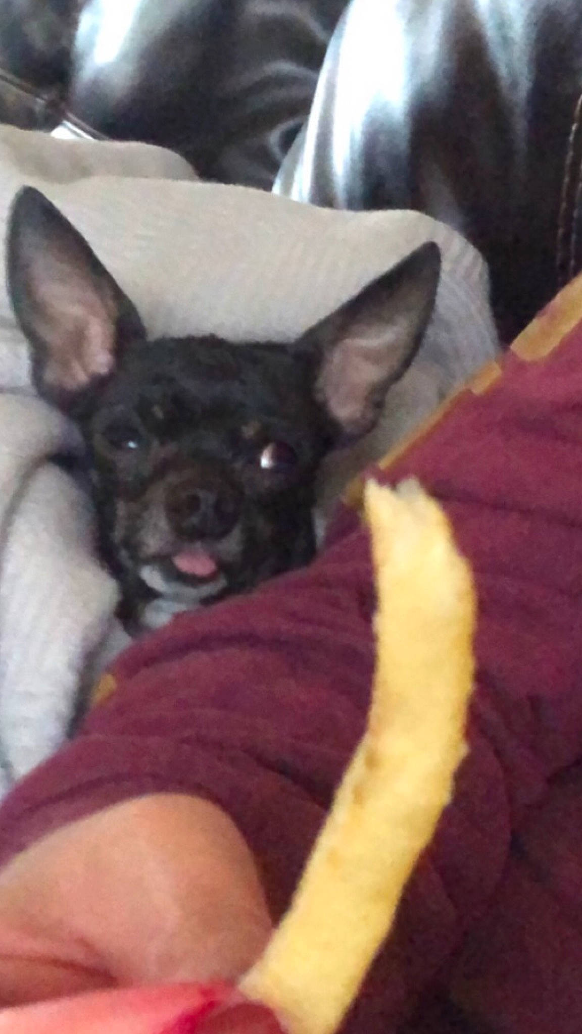 P Boi is registered to the contest to win money with this photo: canidae, carnivore, cat, chihuahua, cornish_rex, dog, dog_breed, ear, fawn, felidae, mammal, snout, vertebrate, whiskers