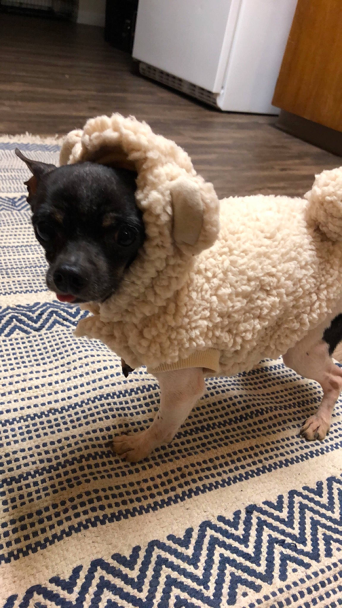 P Boi joined the competition — help win amazing prizes! bolonka, canidae, carnivore, cockapoo, companion_dog, dog, dog_breed, fawn, havanese, mammal, miniature_poodle, non_sporting_group, poodle, poodle_crossbreed, puppy, rare_breed_dog, snout, spanish_water_dog, sporting_group, toy_poodle