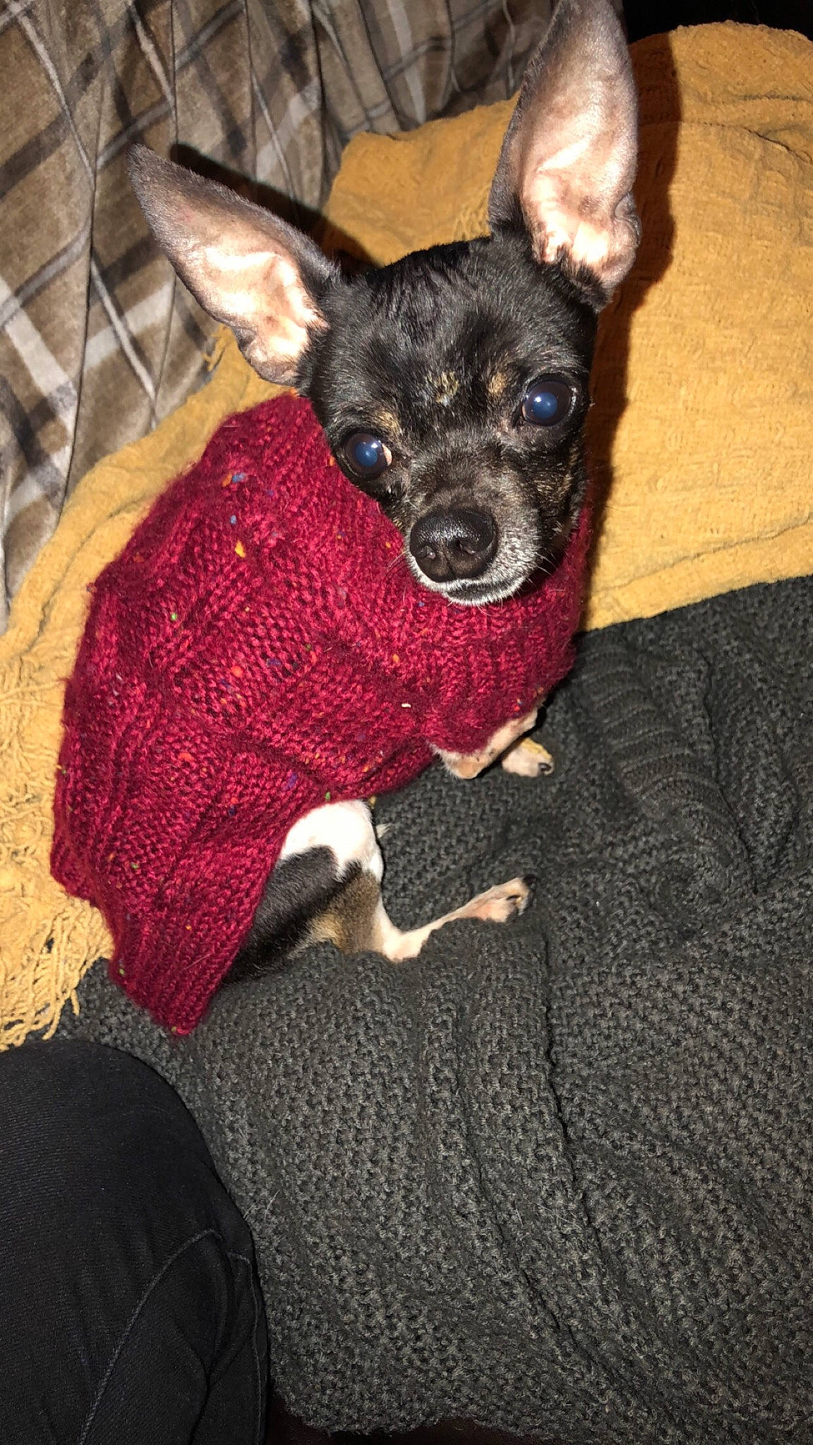 P Boi is registered to the contest to win money with this photo: american_hairless_terrier, canidae, carnivore, chihuahua, corgi_chihuahua, dog, dog_breed, dog_clothes, english_toy_terrier, feist, mammal, miniature_pinscher, prazsky_krysarik, puppy, russkiy_toy, snout, sporting_group, teddy_roosevelt_terrier, toy_dog, vertebrate