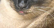 Napoleon joined the competition — help win amazing prizes! cat, siamese, close_up, blue_eyes, fur, whiskers, pet, animal, cute, face, portrait, tongue, indoor, looking_at_camera, mammal, feline, domestic_animal, soft, brown, black