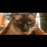 Napoleon is registered to the contest to win money with this photo: cat, siamese_cat, close_up, face, tongue_out, paper_bag, curious, playful, pet, animal, whiskers, ears, indoor, blurred_background, feline, portrait, brown, black, eyes, cute