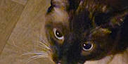 Napoleon is registered to the contest to win money with this photo: cat, close_up, indoor, wooden_floor, pet, fur, whiskers, animal, looking_up, tongue_out, brown, black, domestic_cat, floor, cute, mammal, eye, nose, head, portrait