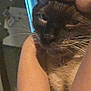 Napoleon is registered to the contest to win money with this photo: person, cat, siamese_cat, face, arm, whiskers, close_up, indoor, snuggling, affection, pet, animal, feline, expression, warmth, skin, fur, portrait, human, love