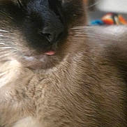 Napoleon joined the competition — help win amazing prizes! cat, close_up, fluffy, tongue_out, indoor, sleepy, brown_fur, dark_face, whiskers, pet, domestic_animal, feline, cute, relaxed, portrait, animal, mammal, furry, face, blurred_background