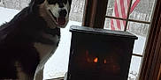 Bella joined the competition — help win amazing prizes! american_flag, animal, black_and_white, cold_weather, cozy, dog, fireplace, flag, home, husky, indoor, nature, pet, snow, tongue_out, tree, warmth, window, winter, wood_floor