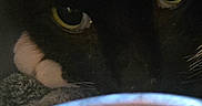 Mo'Toro is registered to the contest to win money with this photo: animal, black_cat, bowl, cat, close_up, curious, cute, domestic_cat, eyes, face, feeding, feline, food, indoor, looking, meal, pet, pet_food, wet_food, whiskers