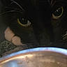 animal, black_cat, bowl, cat, close_up, curious, cute, domestic_cat, eyes, face, feeding, feline, food, indoor, looking, meal, pet, pet_food, wet_food, whiskers