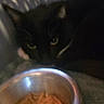animal, black_cat, blurry, cat, close_up, companion, curious, dark, domestic, eyes, face, feeding, feline, food_bowl, indoor, low_light, meal, pet, resting, wet_food