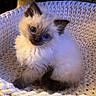 Pavlova joined the competition — help win amazing prizes! animal, basket, blue_eyes, cat, cozy, curious, cute, domestic_cat, feline, fluffy, head_tilt, indoor, kitten, knitted, pet, portrait, small, soft, whiskers, young