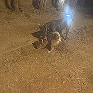 Havana a rejoint le concours — aidez-le/la à gagner de superbes lots ! dog, dogs, animal, night, outdoor, dirt_ground, trees, tree_trunks, spotlight, collar, harness, sniffing, playing, pets, shadows, ground, park, backyard, companion, light_glare