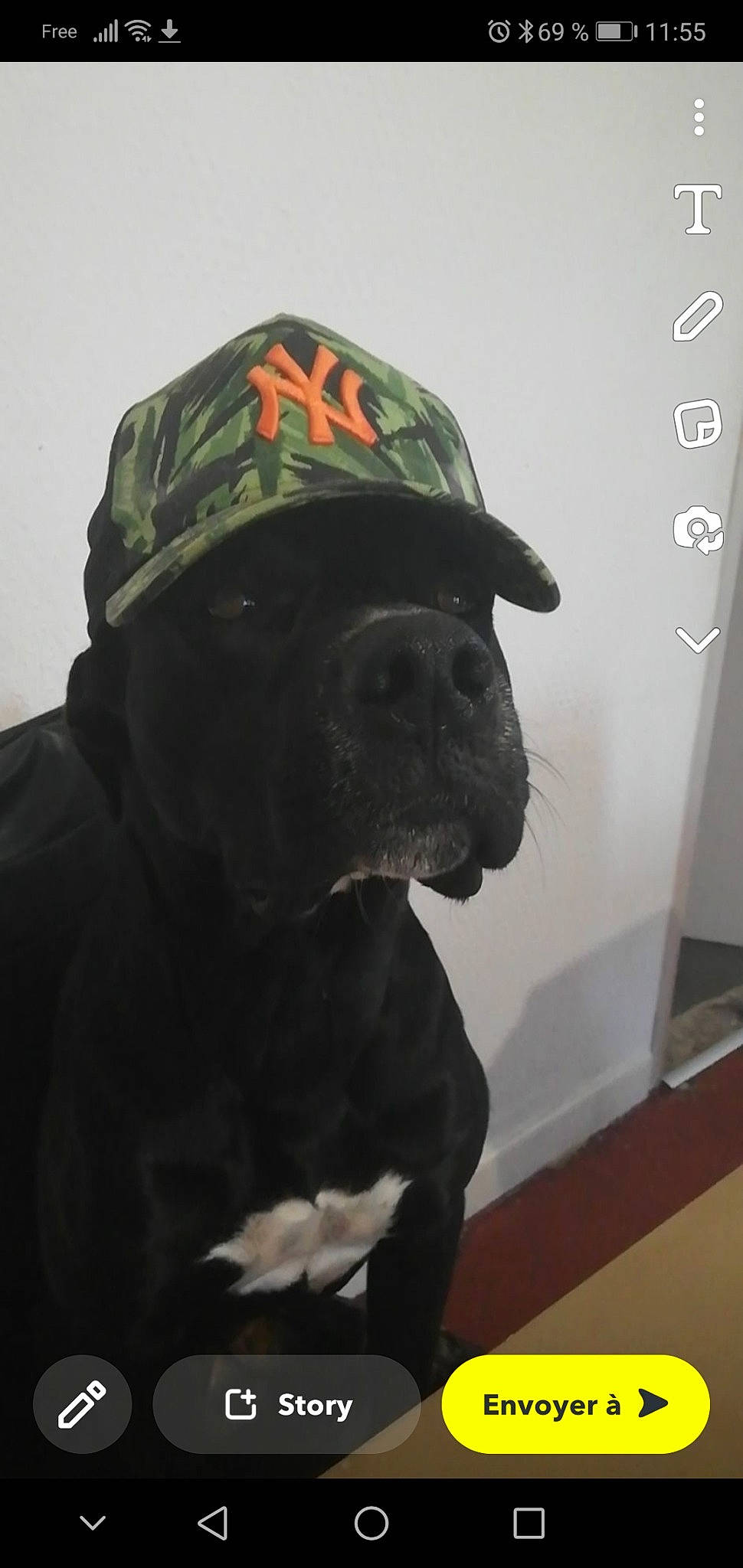 Onyx a rejoint le concours — aidez-le/la à gagner de superbes lots ! canidae, cap, carnivore, companion_dog, dog, dog_breed, fawn, flooring, fur, non_sporting_group, personal_protective_equipment, pet_supply, sleeve, snout, sporting_group, working_animal