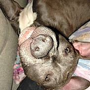 Tokyo participe au concours pour gagner de l'argent avec cette photo : dog, canine, close_up, nose, muzzle, whiskers, floppy_ears, brown_fur, pet, portrait, indoor, couch, blanket, sleepy, upside_down, cozy, fur, eye, nostril, paw