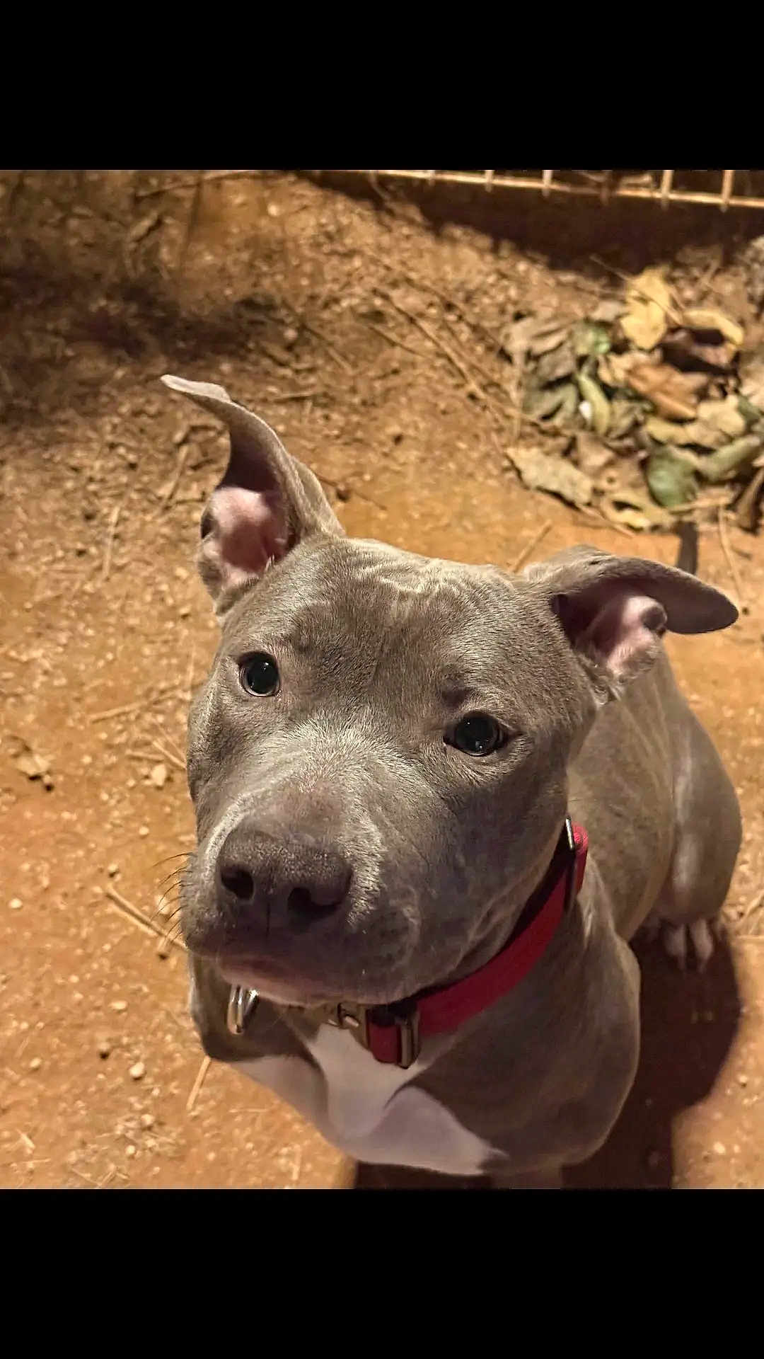Tokyo a rejoint le concours — aidez-le/la à gagner de superbes lots ! dog, pitbull, pet, portrait, close_up, red_collar, collar, gray_coat, white_chest, whiskers, ears_up, looking_up, outdoor, dirt_ground, leaves, warm_light, cute, friendly, canine, sitting