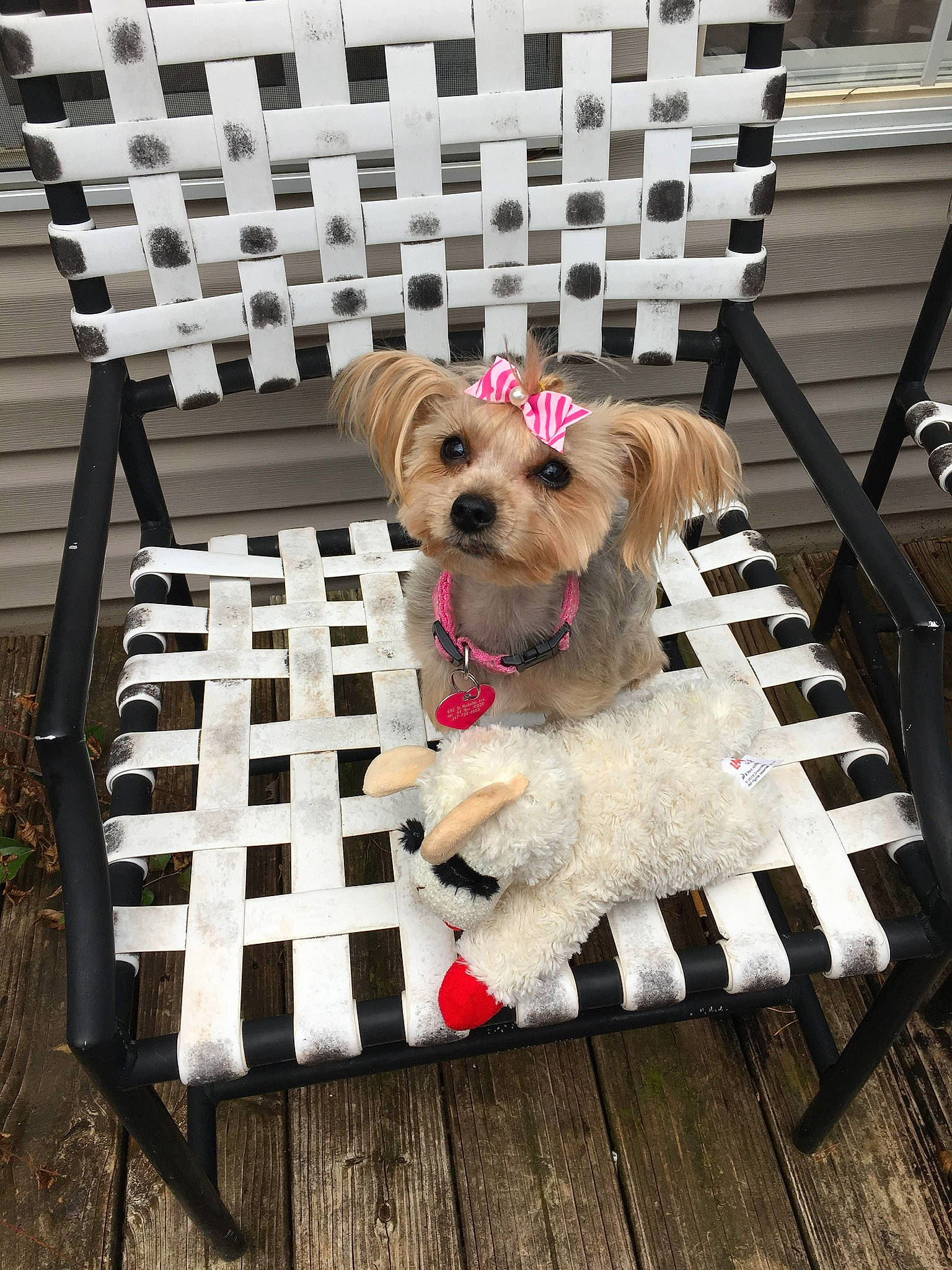 Miss Taylor joined the competition — help win amazing prizes! carnivore, chair, collar, companion_dog, dog, dog_breed, dog_clothes, dog_collar, dog_supply, fawn, flooring, fur, outdoor_furniture, pet_supply, small_terrier, snout, toy, toy_dog, wood, working_animal