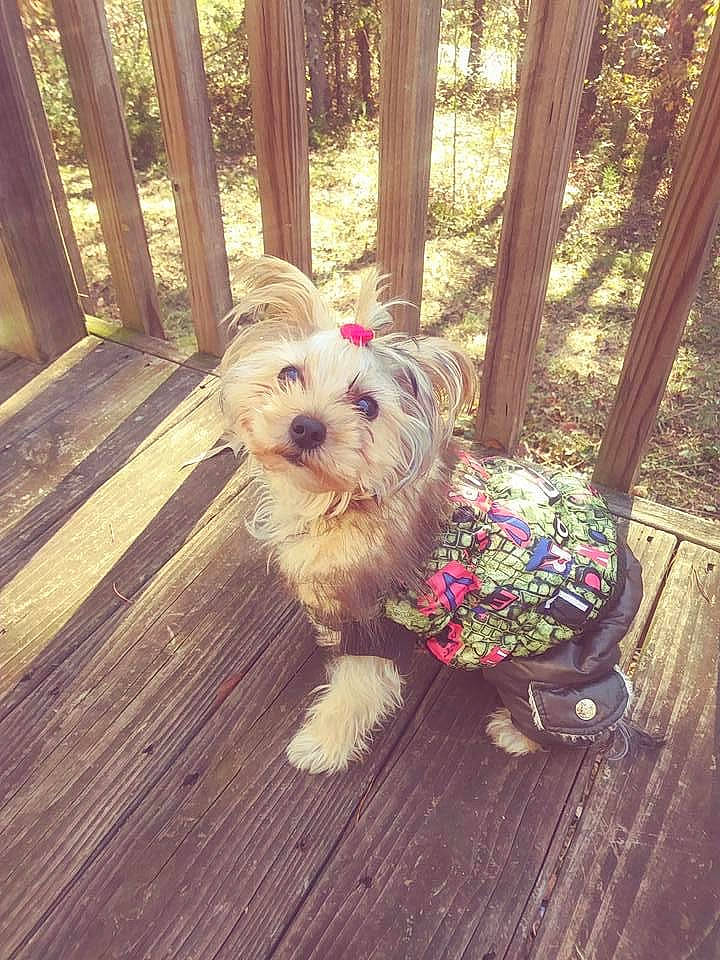 Miss Taylor joined the competition — help win amazing prizes! canidae, carnivore, companion_dog, deck, dog, dog_breed, dog_clothes, dog_supply, fawn, fence, flooring, grass, hardwood, plant, small_terrier, sporting_group, tail, terrier, toy_dog, wood