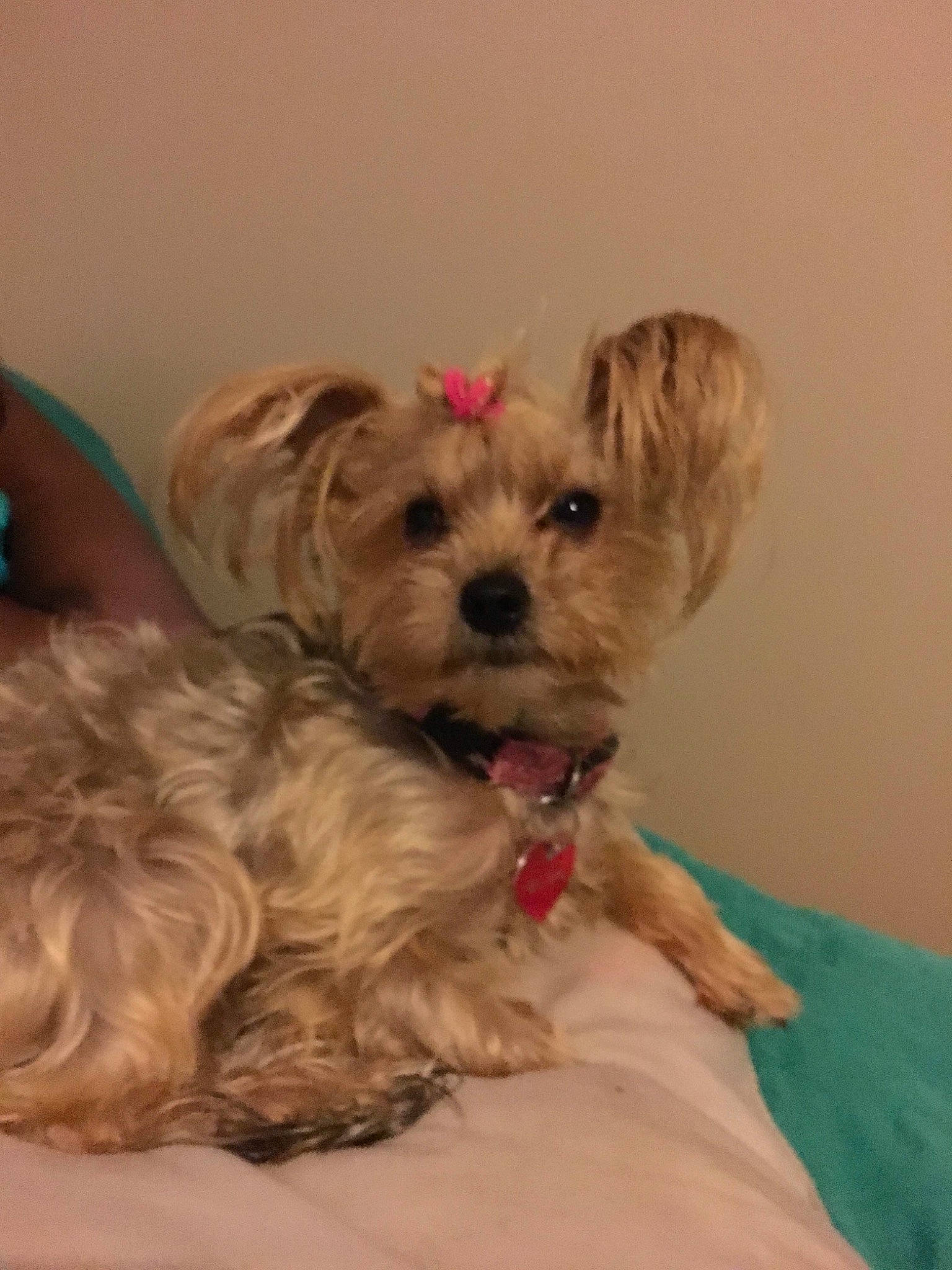 Miss Taylor is registered to the contest to win money with this photo: canidae, carnivore, companion_dog, dog, dog_breed, dog_supply, fawn, firefighter, fur, liver, pet_supply, shih_poo, small_terrier, snout, sporting_group, terrier, toy, toy_dog, working_animal, yorkipoo