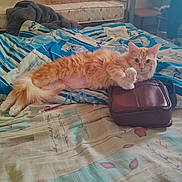 Sushi participe au concours pour gagner de l'argent avec cette photo : cat, orange_cat, bed, blanket, leather_bag, furniture, indoor, resting, pet, animal, fur, paw, mammal, cozy, relaxed, domestic, cute, striped, lying_down, home