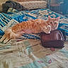 cat, orange_cat, bed, blanket, leather_bag, furniture, indoor, resting, pet, animal, fur, paw, mammal, cozy, relaxed, domestic, cute, striped, lying_down, home