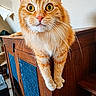 Sushi participe au concours pour gagner de l'argent avec cette photo : cat, orange_tabby, pet, animal, feline, wooden_cabinet, indoor, curious, whiskers, yellow_eyes, paws, fur, close_up, household, texture, relaxed, home, wall, furniture, domestic