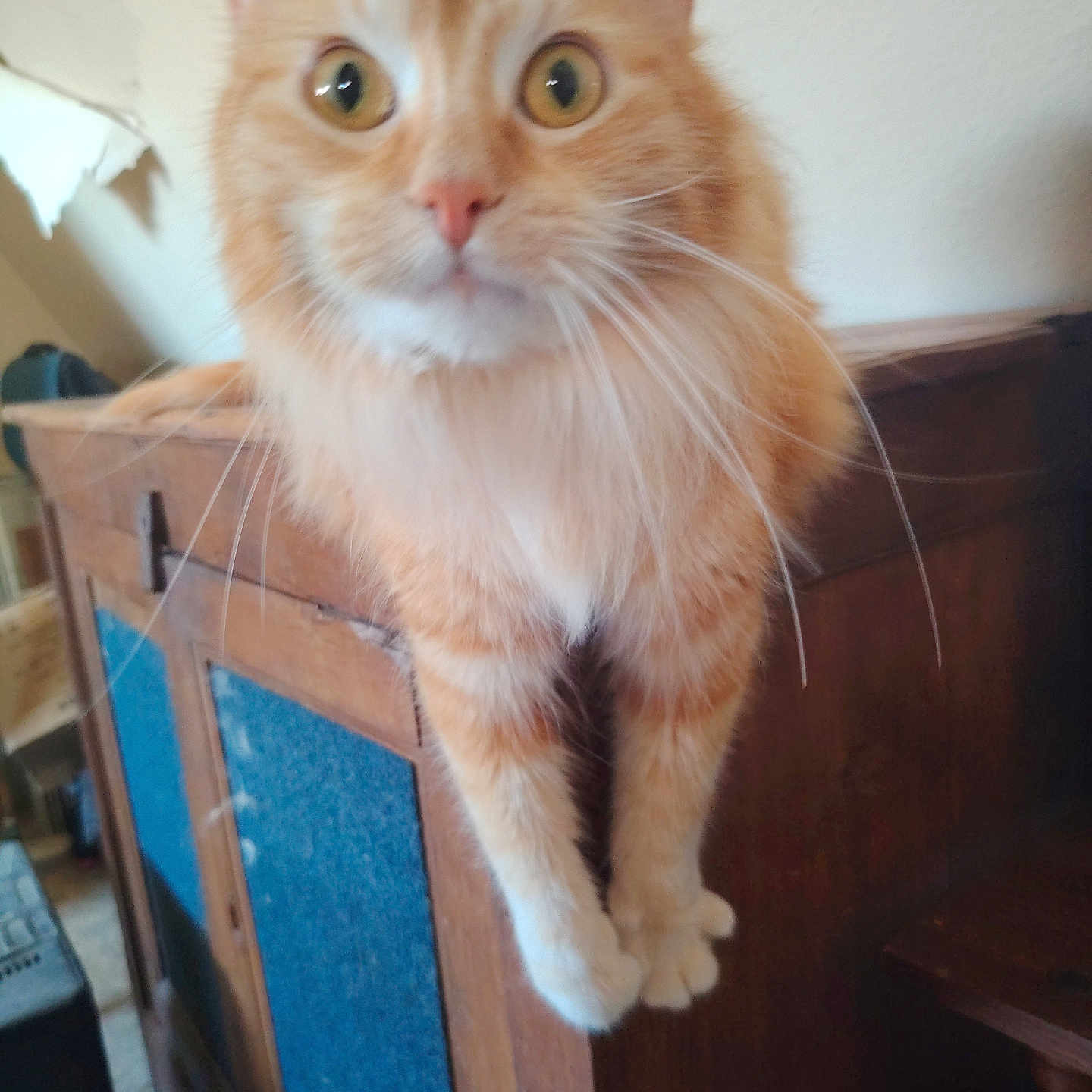 Sushi a rejoint le concours — aidez-le/la à gagner de superbes lots ! cat, orange_tabby, feline, pet, whiskers, wooden_cabinet, indoor, curious, wide_eyes, fur, animal, household, perched, close_up, domestic_cat, portrait, mammal, looking_at_camera, furniture, room