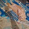 Sushi a rejoint le concours — aidez-le/la à gagner de superbes lots ! cat, orange_cat, fluffy, lying_down, bed, bedding, blanket, towel, indoor, pet, cute, relaxed, looking_at_camera, feline, animal, fur, whiskers, paws, cozy, resting
