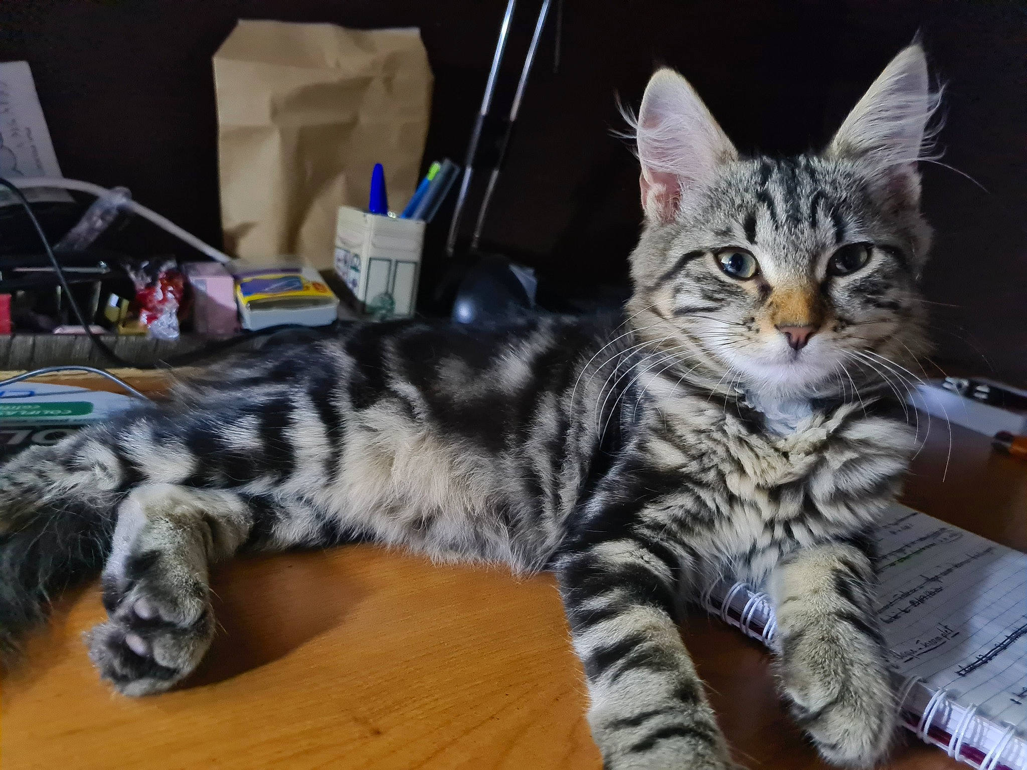 Rubis a rejoint le concours — aidez-le/la à gagner de superbes lots ! american_shorthair, american_wirehair, asian, bengal, california_spangled, carnivore, cat, domestic_short_haired_cat, dragon_li, european_shorthair, felidae, kitten, maine_coon, mammal, pixie_bob, small_to_medium_sized_cats, tabby_cat, toyger, vertebrate, whiskers