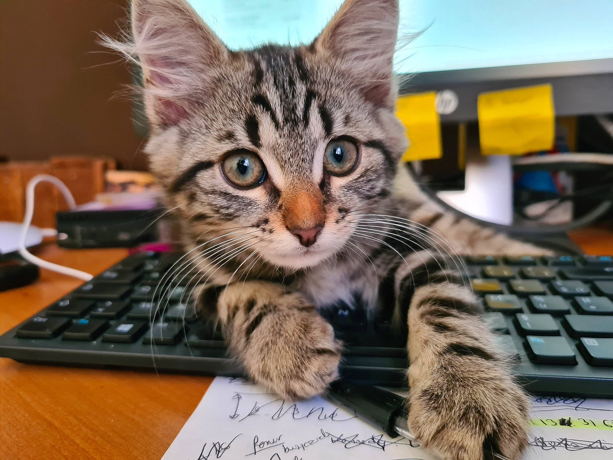 Rubis participe au concours pour gagner de l'argent avec cette photo : american_shorthair, asian, bengal, california_spangled, carnivore, cat, domestic_short_haired_cat, dragon_li, european_shorthair, felidae, kitten, mammal, paw, pixie_bob, small_to_medium_sized_cats, tabby_cat, technology, toyger, whiskers, wildlife