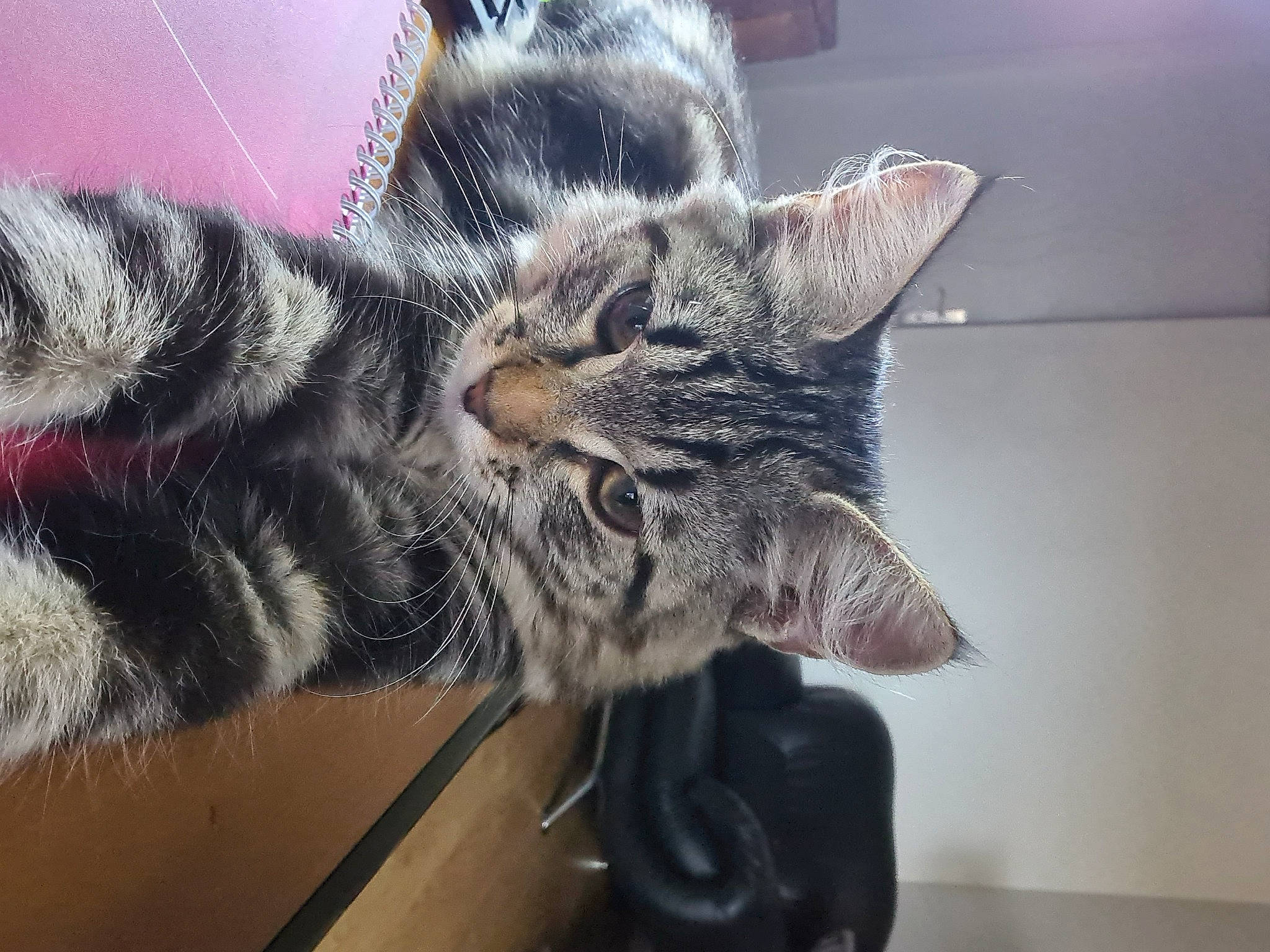 Rubis participe au concours pour gagner de l'argent avec cette photo : american_shorthair, asian, california_spangled, carnivore, cat, claw, domestic_short_haired_cat, dragon_li, egyptian_mau, european_shorthair, felidae, fur, kitten, mammal, paw, pixie_bob, small_to_medium_sized_cats, snout, tabby_cat, whiskers