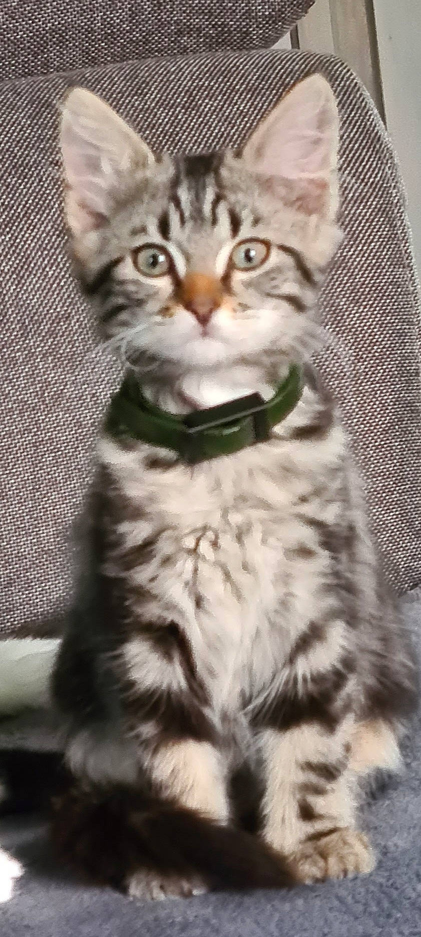 Rubis participe au concours pour gagner de l'argent avec cette photo : american_shorthair, american_wirehair, asian, british_semi_longhair, carnivore, cat, domestic_short_haired_cat, dragon_li, european_shorthair, felidae, kitten, maine_coon, mammal, pixie_bob, siberian, small_to_medium_sized_cats, snout, tabby_cat, vertebrate, whiskers