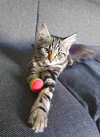 Rubis participe au concours pour gagner de l'argent avec cette photo : american_shorthair, american_wirehair, asian, california_spangled, carnivore, cat, domestic_short_haired_cat, dragon_li, european_shorthair, felidae, kitten, maine_coon, mammal, norwegian_forest_cat, pixie_bob, small_to_medium_sized_cats, tabby_cat, toyger, vertebrate, whiskers