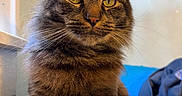 Rocco joined the competition — help win amazing prizes! animal, bed, blanket, cat, clothing, cozy, cute, domestic_animal, feline, fluffy, fur, indoor, pet, portrait, sitting, soft_light, tabby, whiskers, window, yellow_eyes