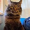animal, bed, blanket, cat, clothing, cozy, cute, domestic_animal, feline, fluffy, fur, indoor, pet, portrait, sitting, soft_light, tabby, whiskers, window, yellow_eyes