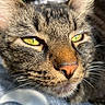 Rocco joined the competition — help win amazing prizes! animal, cat, close_up, cute, domestic_cat, ears, face, feline, fur, mammal, nose, outdoor, pet, portrait, relaxed, soft_texture, sunlight, tabby, whiskers, yellow_eyes